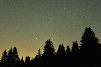 Ursa Major over trees